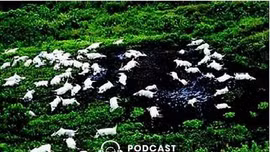 Hồ sơ mật: Thảm kịch lạ lùng nhất thế kỷ, khiến 1.700 người chết sau một đêm - Kỳ 1