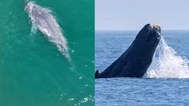 Bất ngờ phát hiện cá voi lưng gù mất biểu tượng vây đuôi ngoài khơi Washington