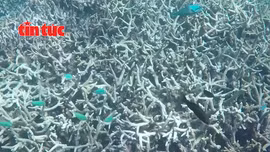 Nhiệt độ đại dương cao nhất trong 400 năm đe doạ rạn san hô lớn nhất thế giới 