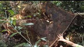 Bất thường trong vụ chặt cây phá rừng ở Vườn quốc gia Ba Bể