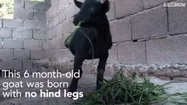 Xôn xao clip chú dê đi bằng hai chân