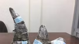 Thu giữ gần 5 kg sừng tê giác châu Phi quý hiếm tại sân bay Tân Sơn Nhất