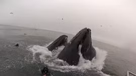 Suýt thành ‘bữa trưa’ của cá voi trong gang tấc