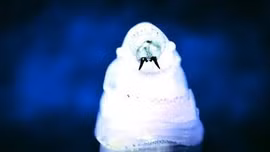 Gắp 10 con dòi trong tai sau khi đi du lịch