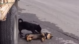 Chú chó nhỏ cố gắng 'lay gọi' bạn bị xe đâm