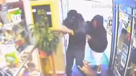 Chó Chihuahua dũng cảm đuổi cướp