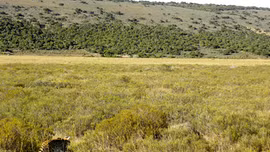 Mèo rừng châu Phi vờn bắt chuột