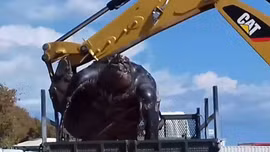 Xem video dọn xác rùa khổng lồ dài 2m bằng máy xúc