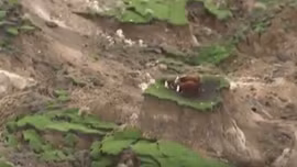 Giải cứu đàn bò kẹt trên “ốc đảo” tí hon sau động đất