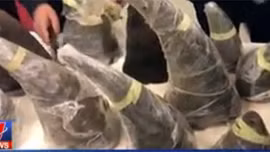 Thu giữ trên 1.000 kg sừng tê giác tại sân bay Nội Bài