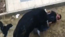 Đi xem hội, bị bò tót húc chết