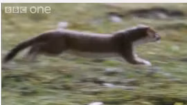 Xem chồn săn thỏ to gấp 10 lần