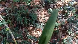 Phát hiện cây lạ biết ‘nhảy múa’?