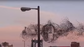 Đàn chim bay thành hình khuôn mặt Tổng thống Putin