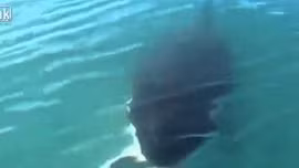 Giật mình câu cá bé… được cá voi