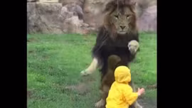 Sư tử hung hãn vồ bé trai