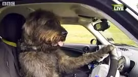 Video: Chó lái xe