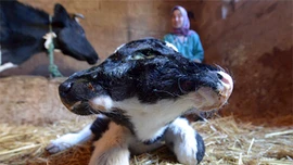 Kì lạ bê hai đầu ở Maroc