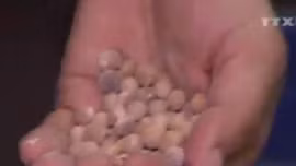 Sự thật đằng sau những cốc trà sữa Feeling Tea