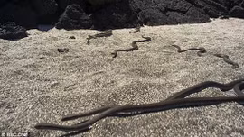 Kinh hãi cảnh rắn độc rào rào bao vây, rượt đuổi kỳ nhông