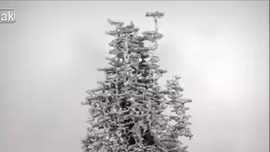 Tổ kiến lửa đẹp hơn ta tưởng