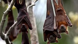 Huy động máy bay, súng ống xua đuổi 80.000 con dơi