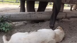 Gà gáy sáng, voi rủ chó dậy chơi