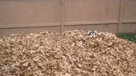 Chú chó Husky thích thú 'ngụp lặn' trong lá khô