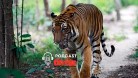 Tin nóng trong nước nghe nhanh sáng 11/6