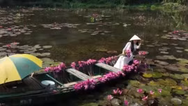 Đẹp nao lòng mùa hoa súng tím ở Ninh Bình