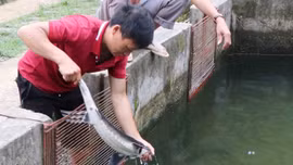 Phát triển nghề nuôi cá nước lạnh ở vùng cao Lai Châu