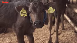 Trang trại Nhật Bản tìm cách làm mát cho bò giữa nắng nóng kỷ lục