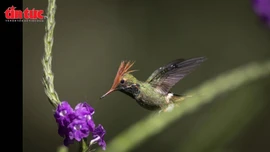 Các nhà khoa học phát hiện 27 loài mới ở rừng Amazon, Peru