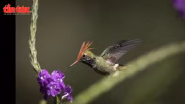 Các nhà khoa học phát hiện 27 loài mới ở rừng Amazon, Peru