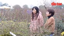 Hà Nội: Chợ hoa Tết tràn khắp phố, nhu cầu sắm cây cảnh tăng hơn 30% so với năm trước