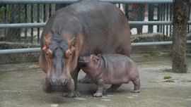 Lần đầu tiên có hà mã sinh con tại Vườn thú Hà Nội 
