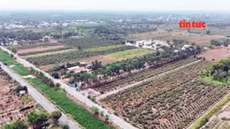 Nông dân xã Bình Lợi gặp khó về đầu ra cho cây mai vụ Tết