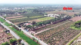 Nông dân xã Bình Lợi gặp khó về đầu ra cho cây mai vụ Tết