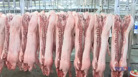 Kiểm soát quy trình phân phối thịt lợn ra thị trường