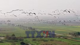 Hàng triệu con chim vẫn đến làm tổ tại Israel bất chấp chiến tranh