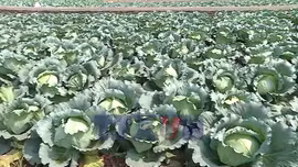 Kỳ vọng siết quản lý an toàn thực phẩm theo tiêu chuẩn mới