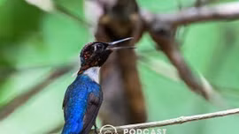 Bản giao hưởng chữa lành từ thiên nhiên