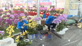 Sắc xuân từ các làng hoa, cây cảnh truyền thống