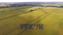 Tăng tốc mở rộng diện tích lúa giảm phát thải