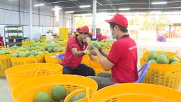 Liên kết sản xuất - thị trường, giải bài toán đầu ra cho nông sản