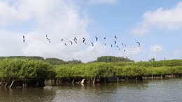 Hoang sơ, hấp dẫn rừng ngập mặn Bàu Cá Cái