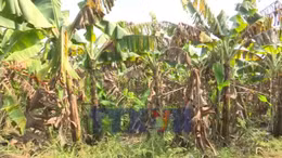 Đồng Nai mở rộng thị trường xuất khẩu chuối