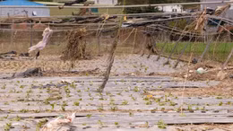 Thủ phủ rau của Lâm Đồng gượng dậy sau trận lũ lịch sử