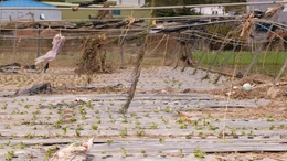 Thủ phủ rau của Lâm Đồng gượng dậy sau trận lũ lịch sử