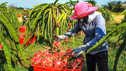 Vùng chuyên canh thanh long Đồng Tháp vào mùa Tết